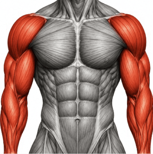 Wednesday - Arms/Shoulders